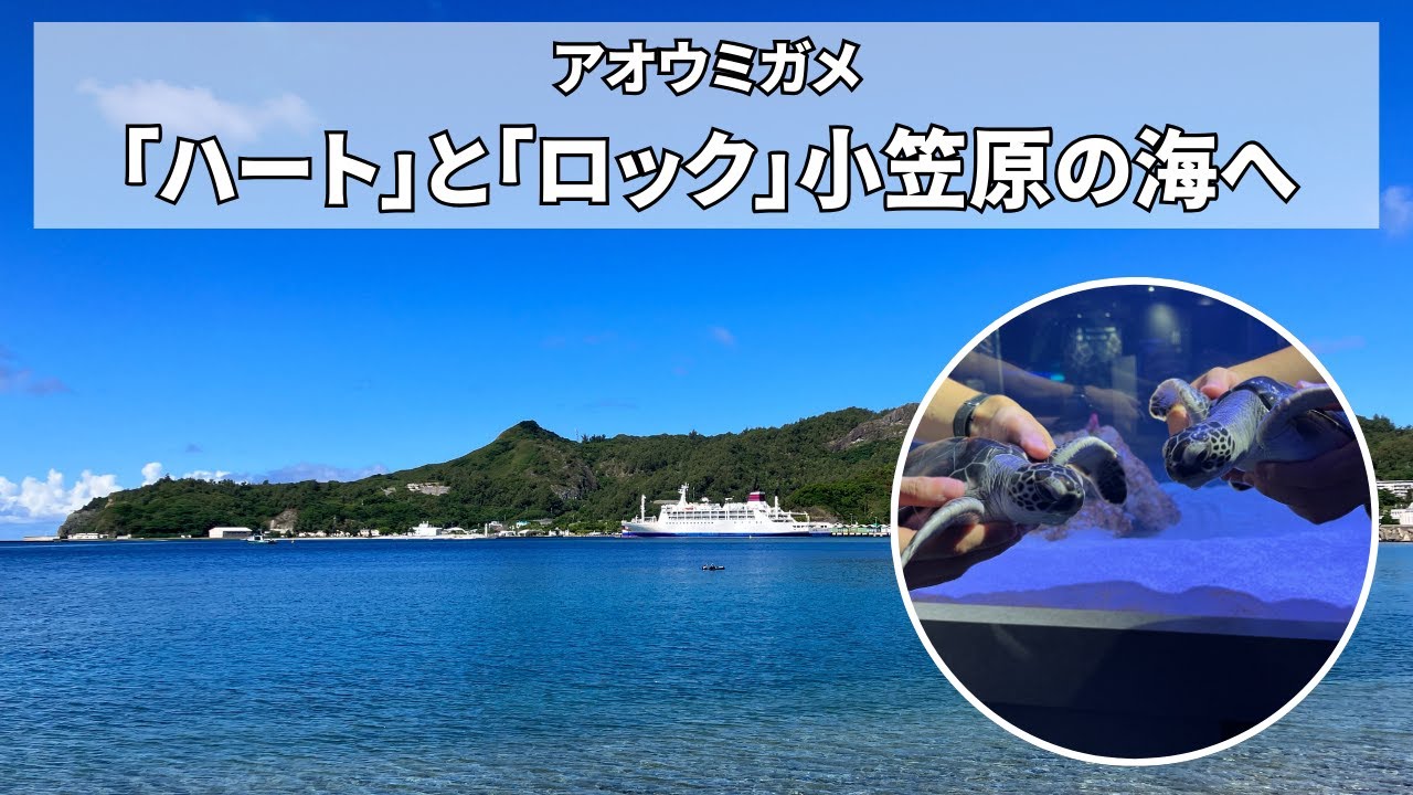 【ライブ配信】アオウミガメ「ハート」と「ロック」小笠原の海へ