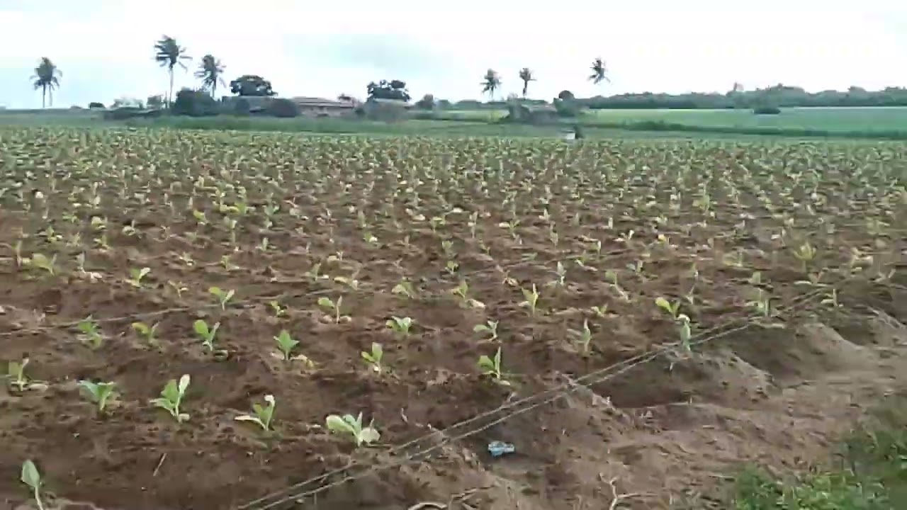 Roça de Fumo no interior Arapiraca Alagoas