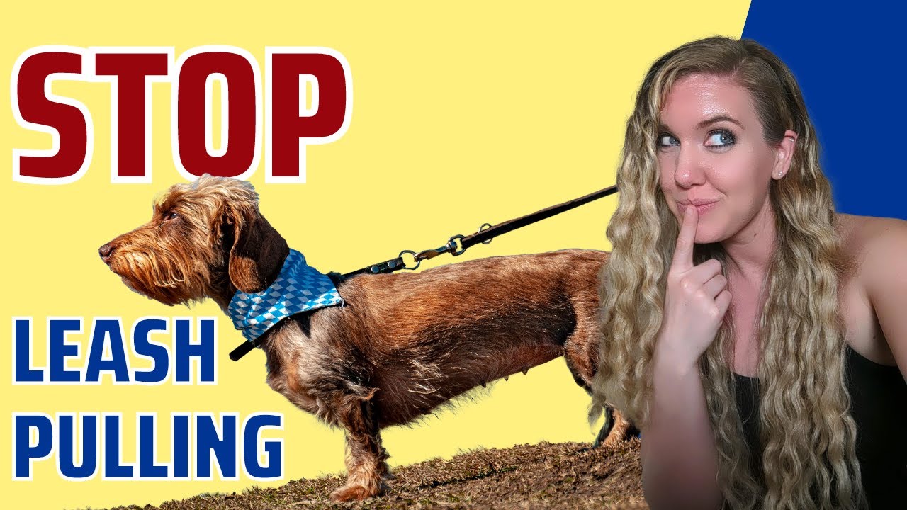 Как отучить собаку тянуть поводок — наконец-то перестаньте тянуть его за руку!