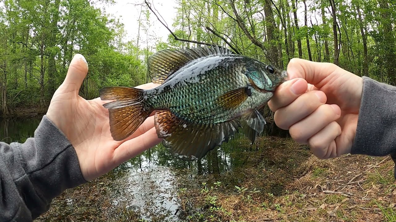TENKARA Tuesday TENKARA FISHING Plus a MULTISPECIES SLAM