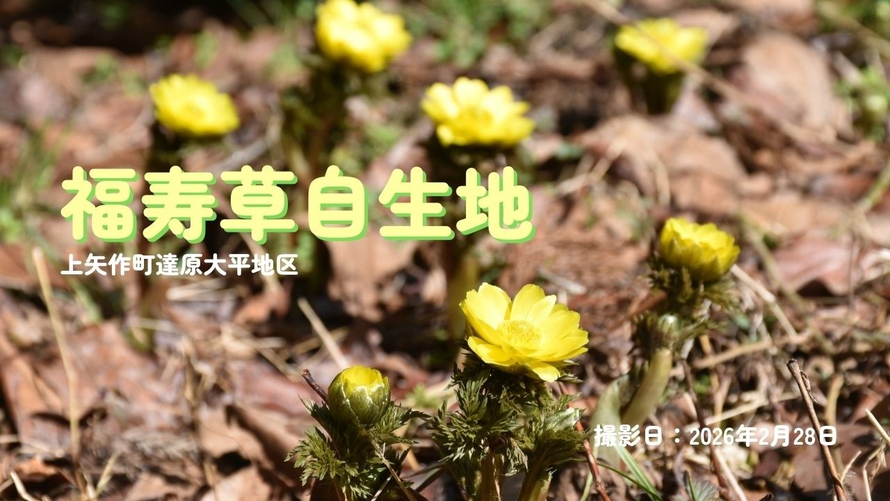 福寿草自生地　～上矢作町達原大平地区～