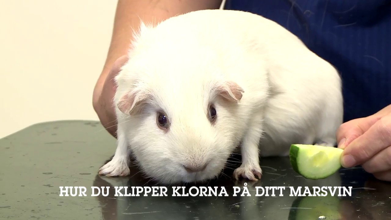 Hur du klipper klorna på ditt marsvin