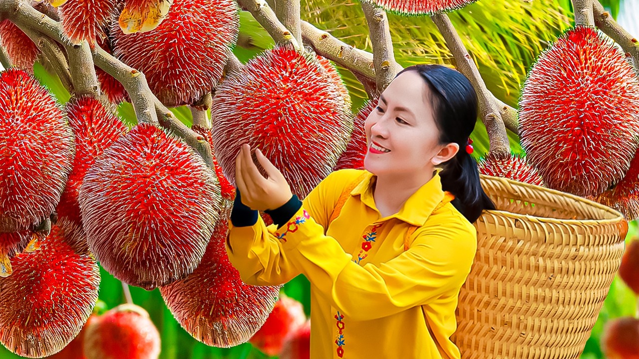 The Sound of Harvest: Emma Collecting Giant Rambutan Clustersa