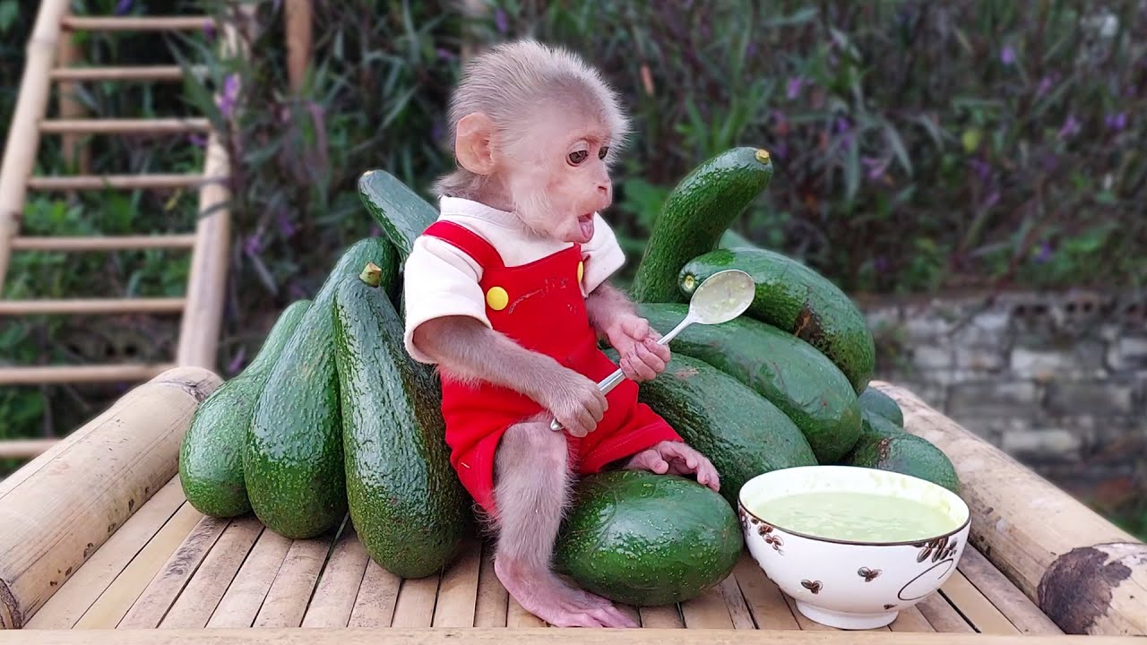 Bon and Dad harvest avocados to make delicious smoothies