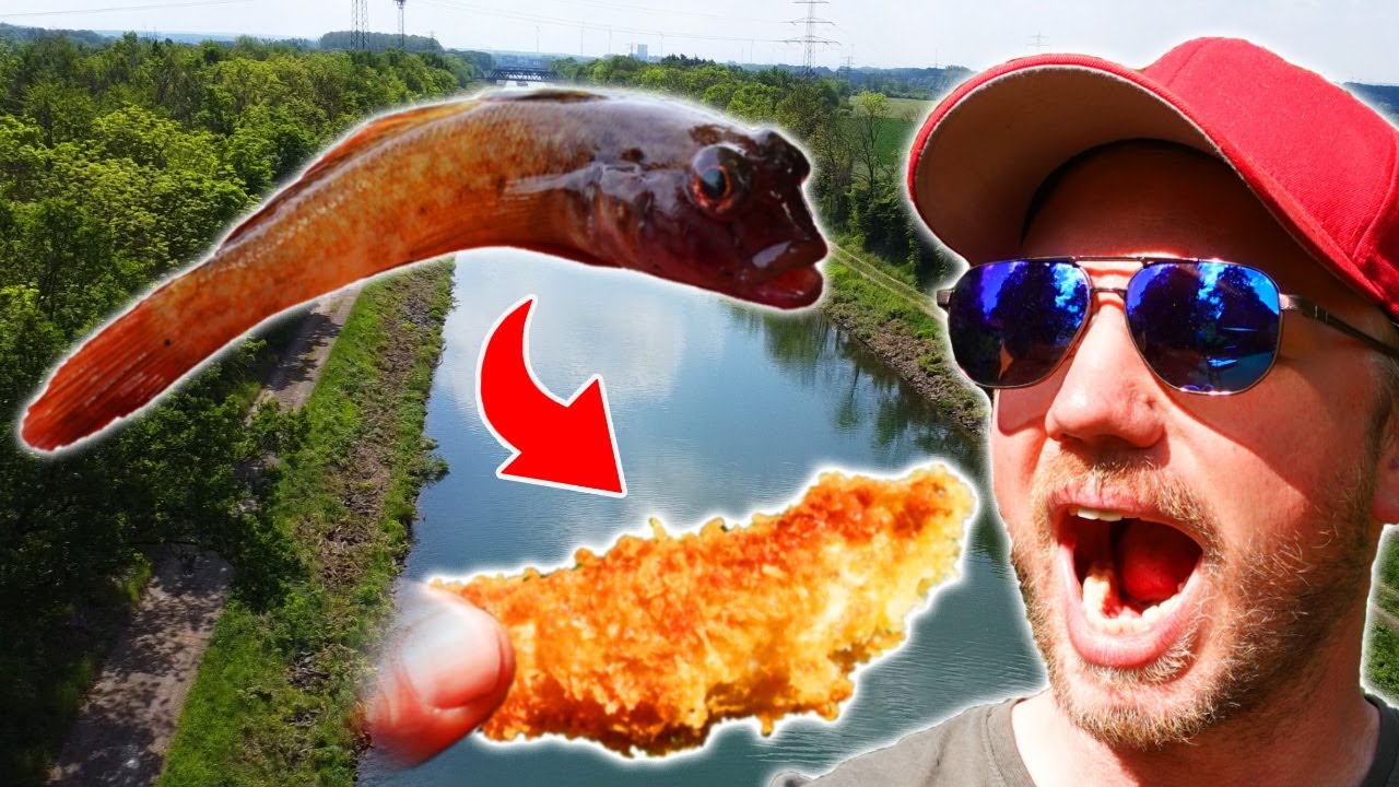Die köstliche INVASION? Das Grundel Experiment (Catch&Cook)