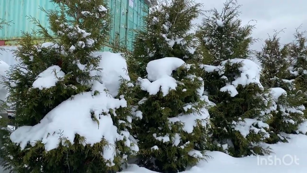 26.02.26. «Снег, снег, снежок- белая метелица!» ❄️❄️❄️😊