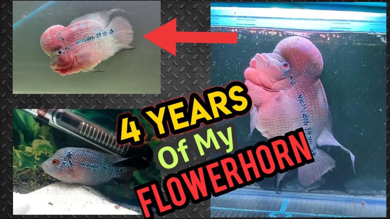 My 4 years old Flowerhorn journey // Time lapse of my Flowerhorn size // Aqua land Abhishek