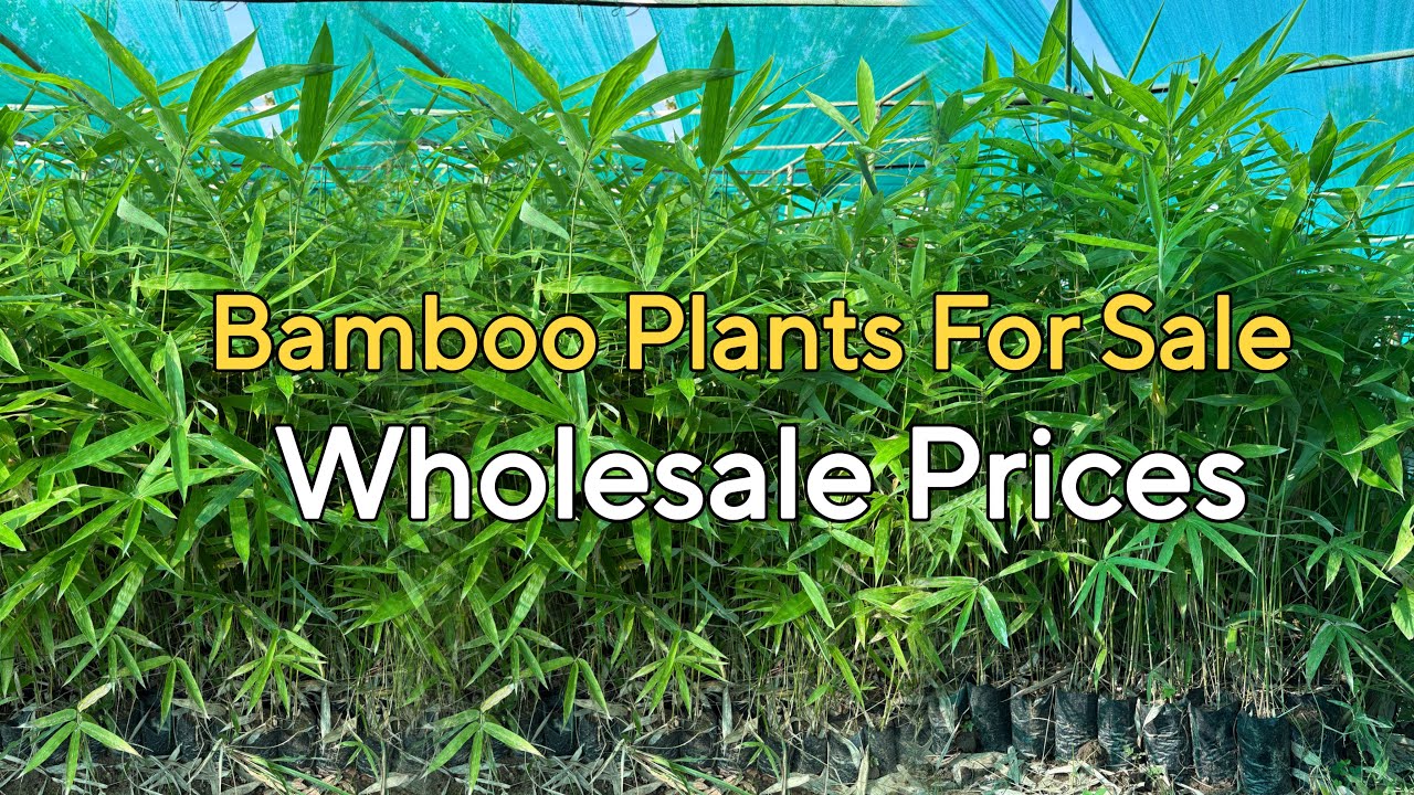 Bamboo Plants for Sale at Wholesale Price &ndash; All Varieties Available