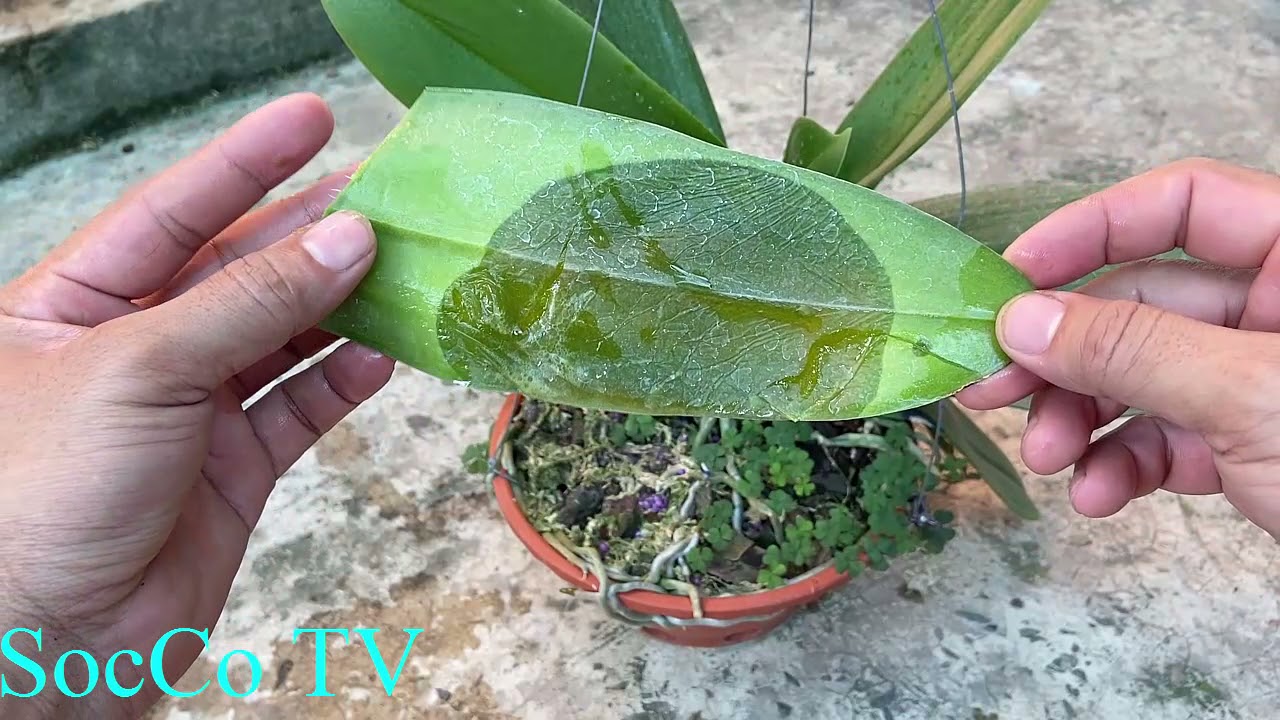 Cách Chữa Bệnh Thối Lá,Thối Nhũn Cho Lan Hồ Điệp Hiệu Quả Nhất!!!!