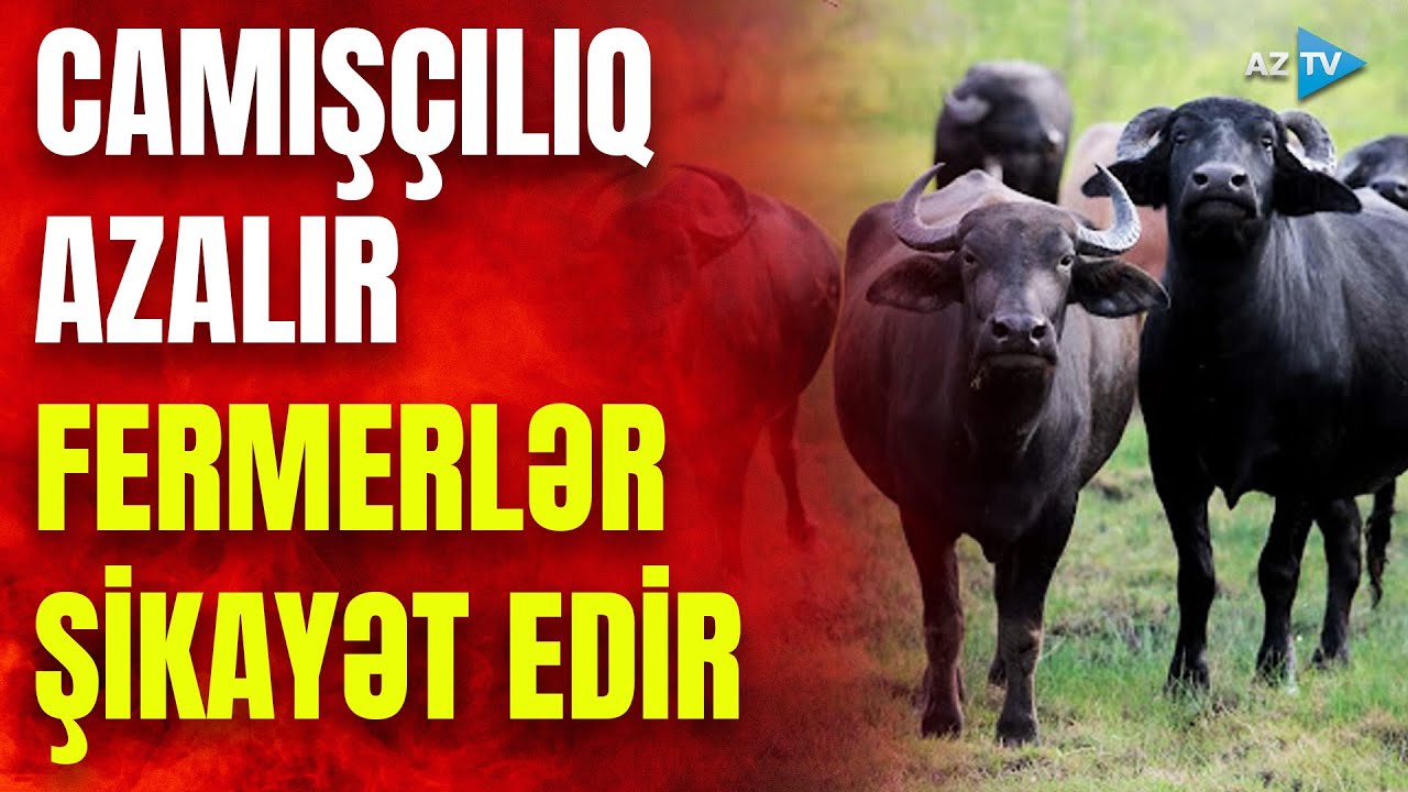 Regionlarda camışçılığa maraq azalır: fermerlərə hansı dəstək göstərilir?