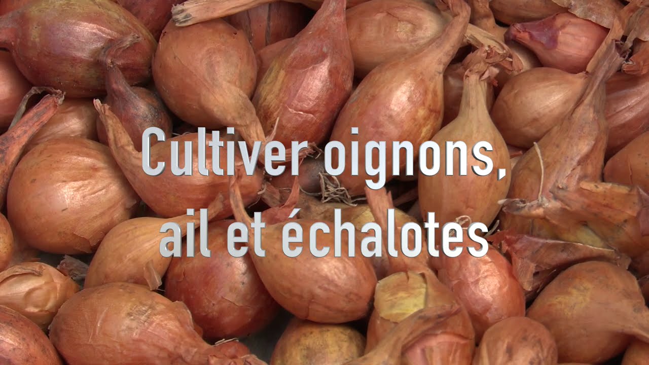 Cultiver l'ail, l’échalote et l’oignon