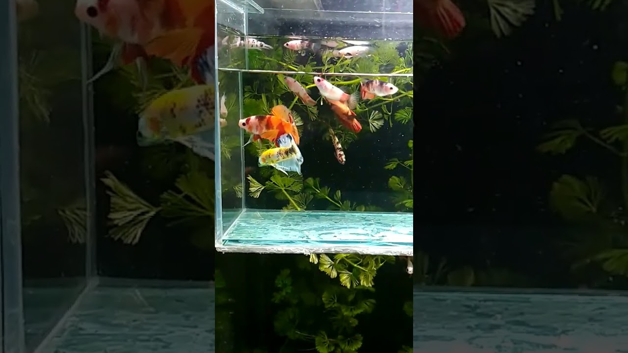 Betta breeding #aquarium #danceanos80 #flashback #dance90 #dance #fishtank #bettaaquarium #fish
