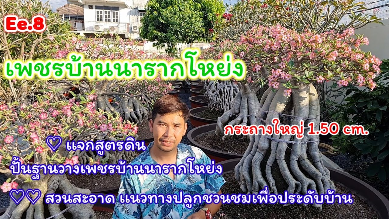 ชวนชมเพชรบ้านนา เเนวทางปลูกชวนเพื่อสะสม เเละประดับบ้าน | วาวา ป่าสัก  Adenium Thailand