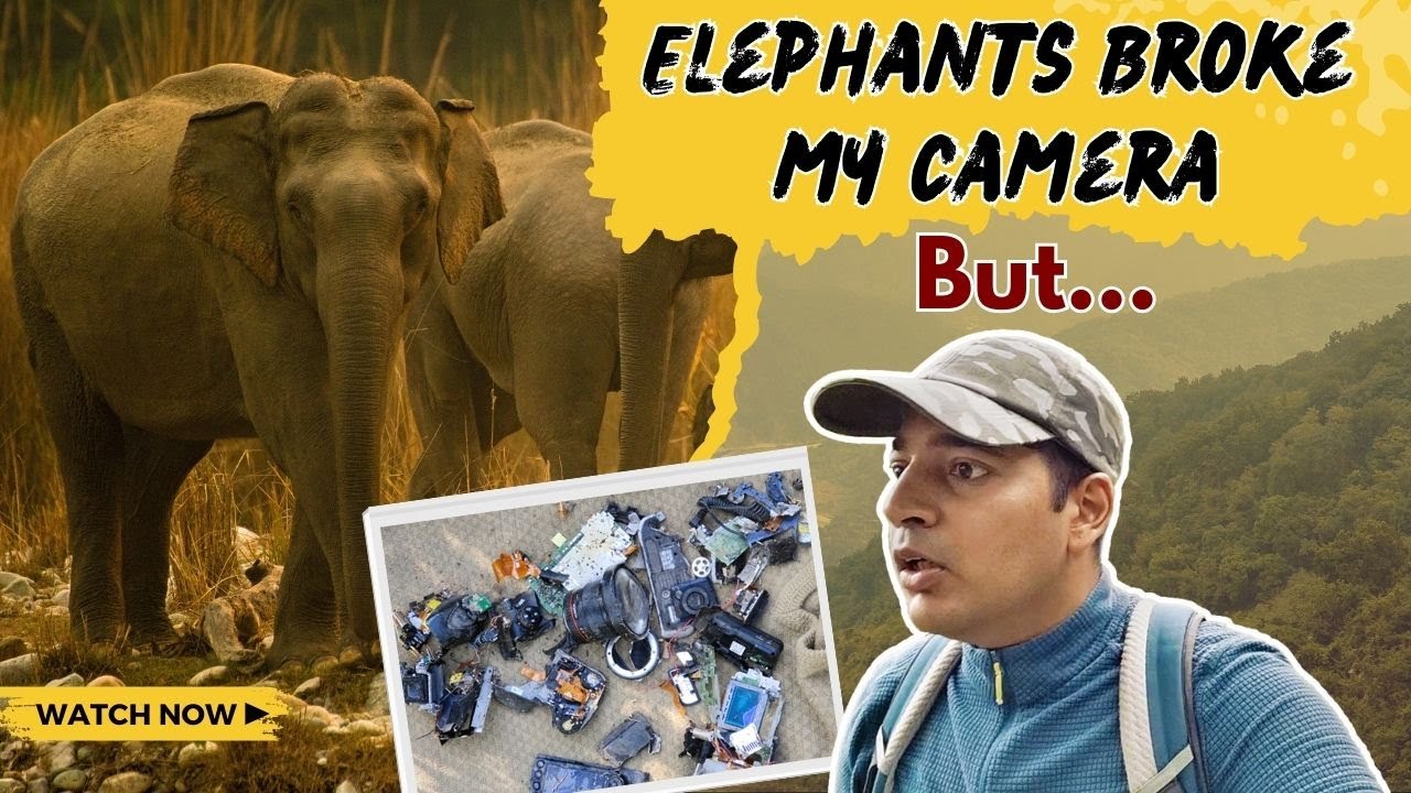 Elephants Destroy My Camera Trap – Did I Capture Anything? | Trapped in the Wild | Episode - 2