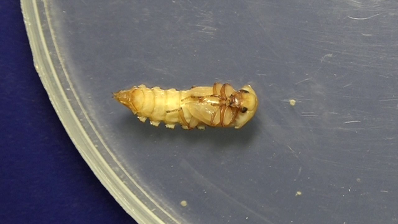Mealworm pupa to beetle