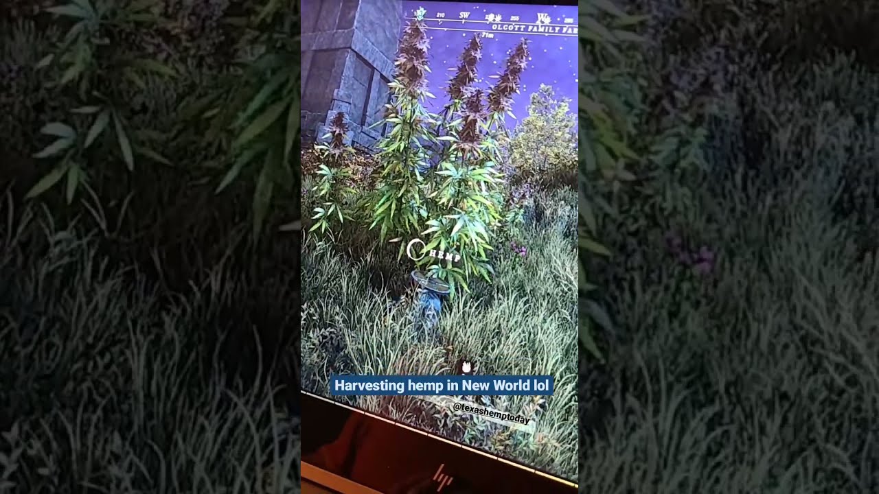 Growing Hemp in Amazon's 