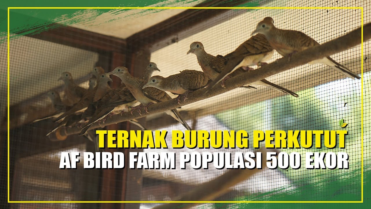 PERKUTUT ISTIMEWA AF BIRD FARM DARI RATUSAN RIBU SAMPAI RATUSAN JUTA