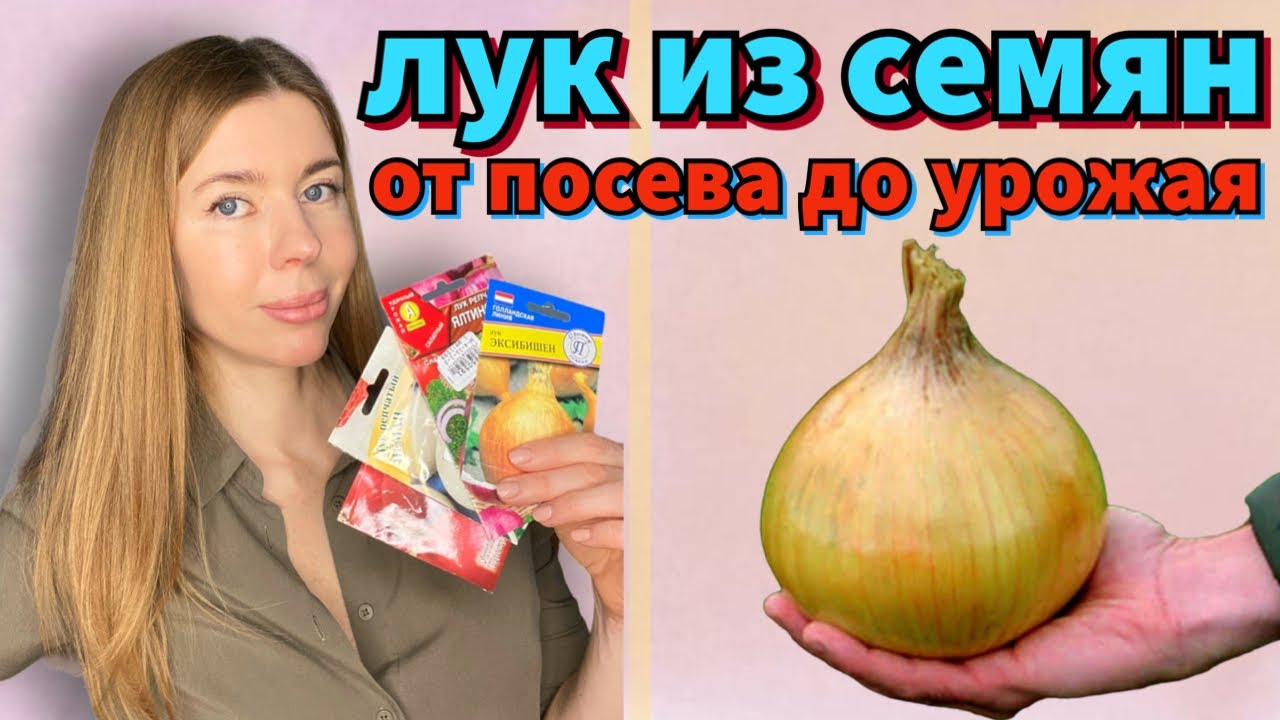 КАЖДЫЙ ГОД ВЫРАЩИВАЮ ЛУК ТОЛЬКО ТАК. Крупный лук из семян за один сезон 