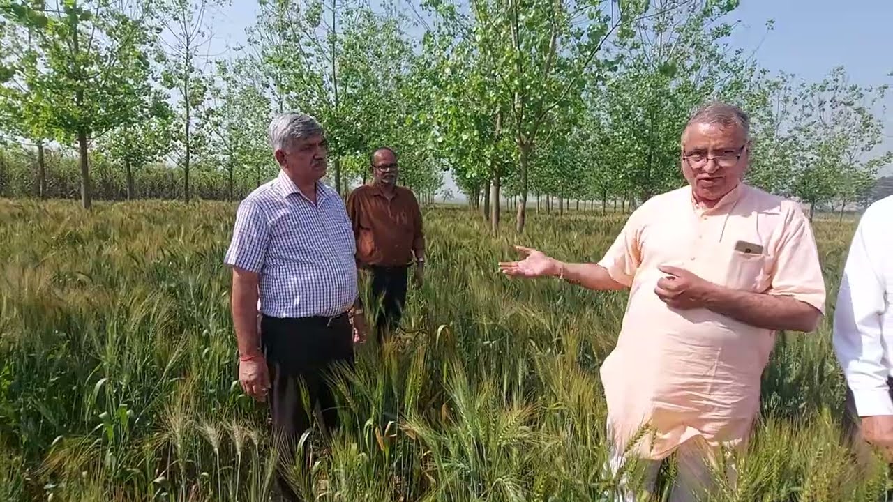 इज़राइल देसी गेहूं की खेती