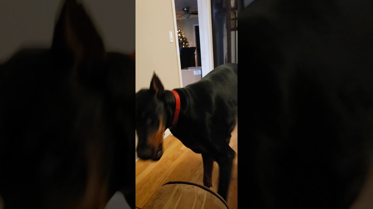 Doberman temper tantrum