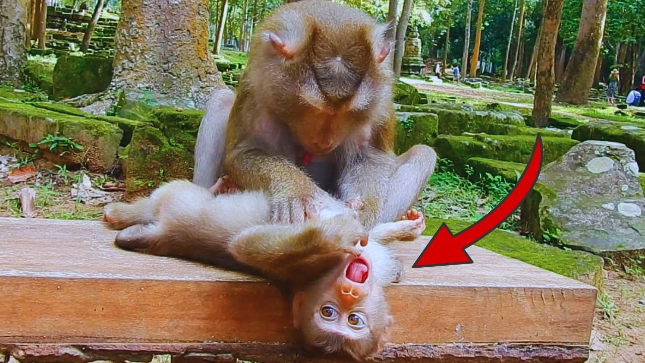 Oh, tiny monkey Lily feels so happy when Mom Libby grooms her.