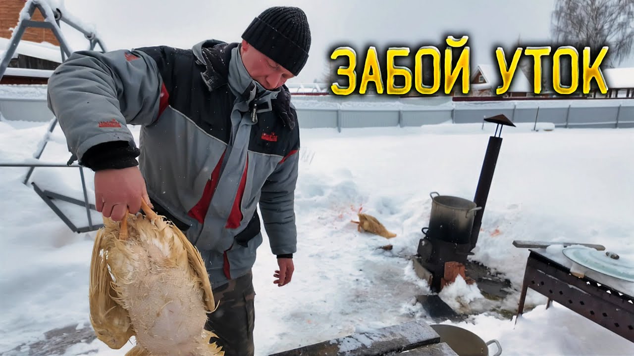 Как Серёжа Головорез уток ощипывал 🦆 Забой уток.