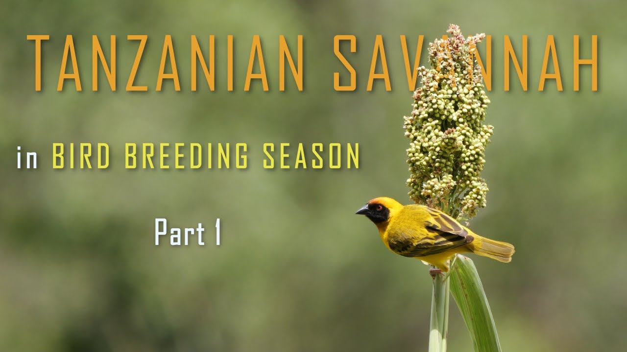 Tanzanian savannah in bird breeding season - Part 1