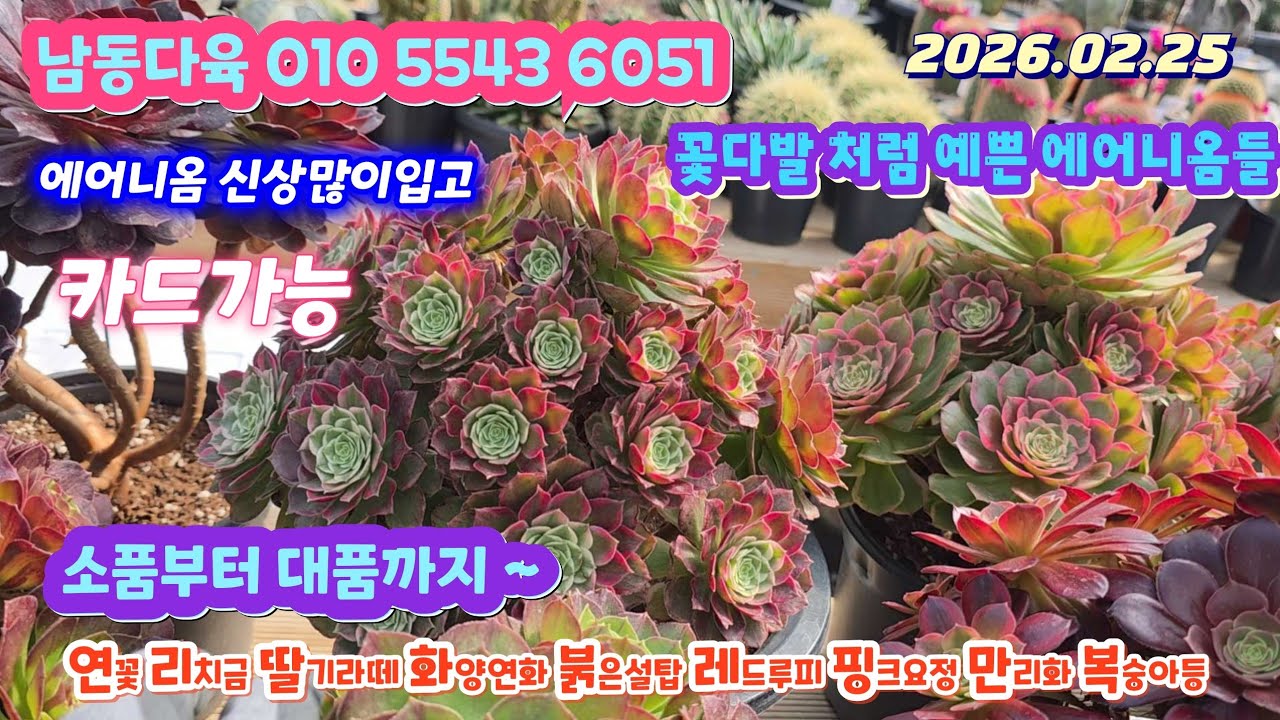 남동다육(2)꽃다발처럼 이쁜 에어니옴아가들/소품부터 대품까지/득템하세요 신상많이입고 
