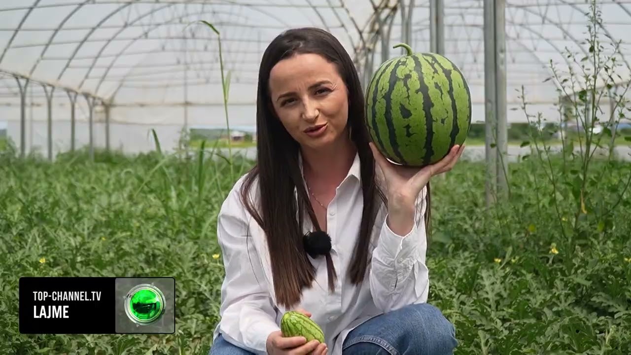 Top Channel/ Shalqini i hershëm/ Fermerët e Divjakës e kultivojnë në sera të larta