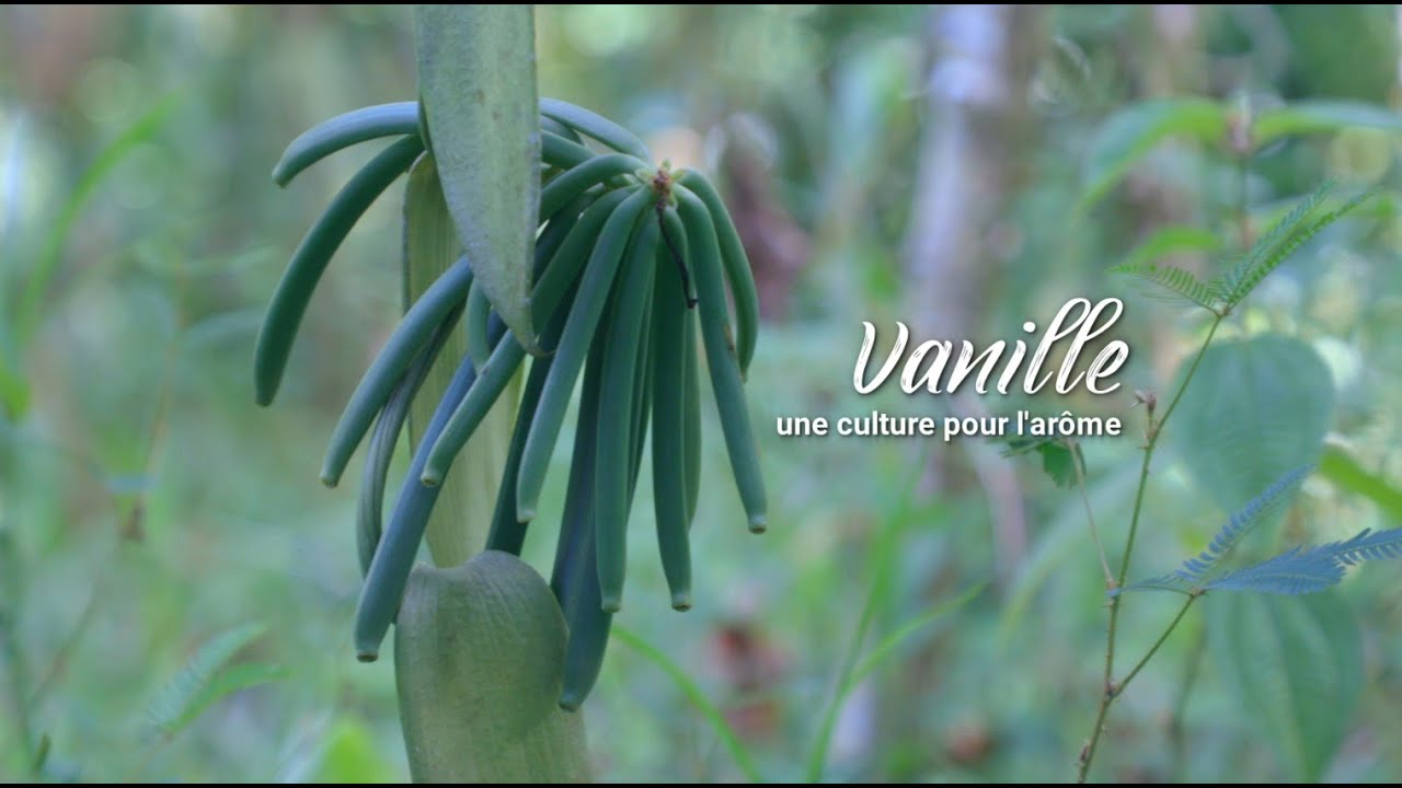 Projet AFIDEV : culture de la vanille aux Comores