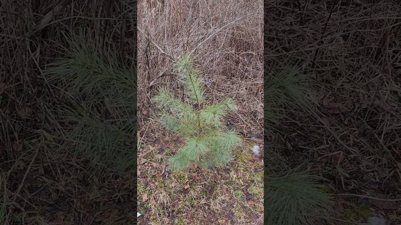 Rekindling Motivation - Monday Meditation