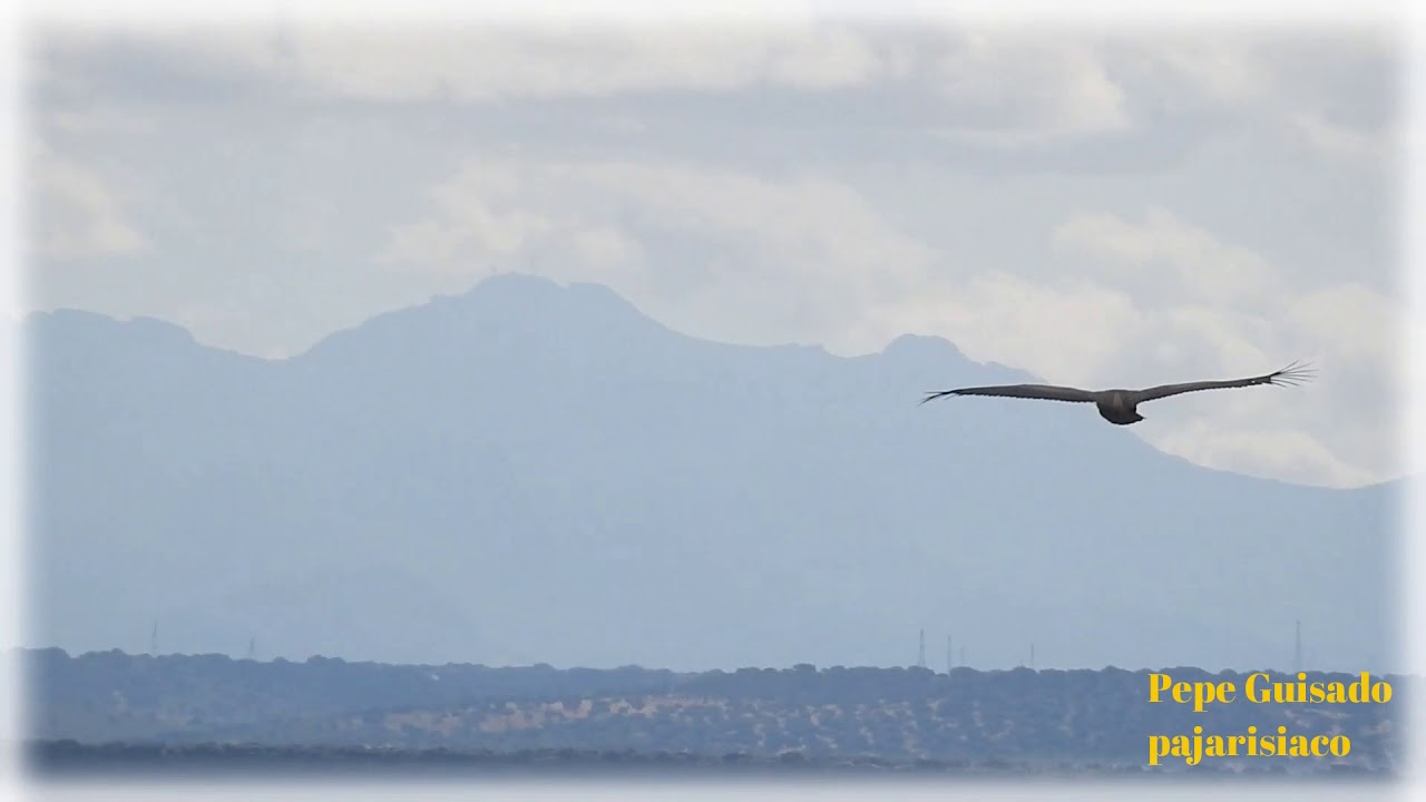 Buitre Negro volando en paisaje Mediterr&aacute;neo