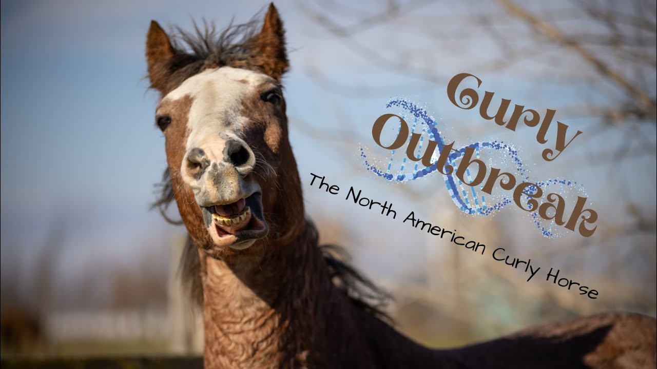 Curly OutBreak - The North American Curly Horse