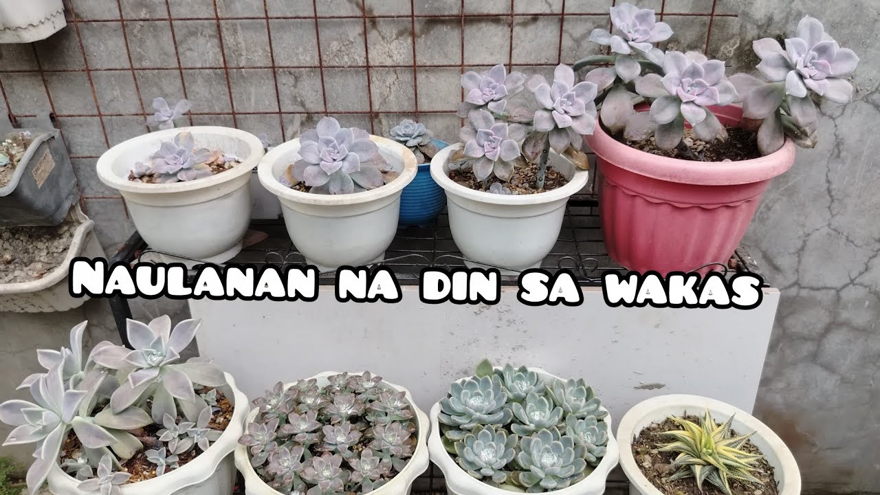 NAULANAN NA DIN SA WAKAS ANG AKING SUCCULENT 2/15/26