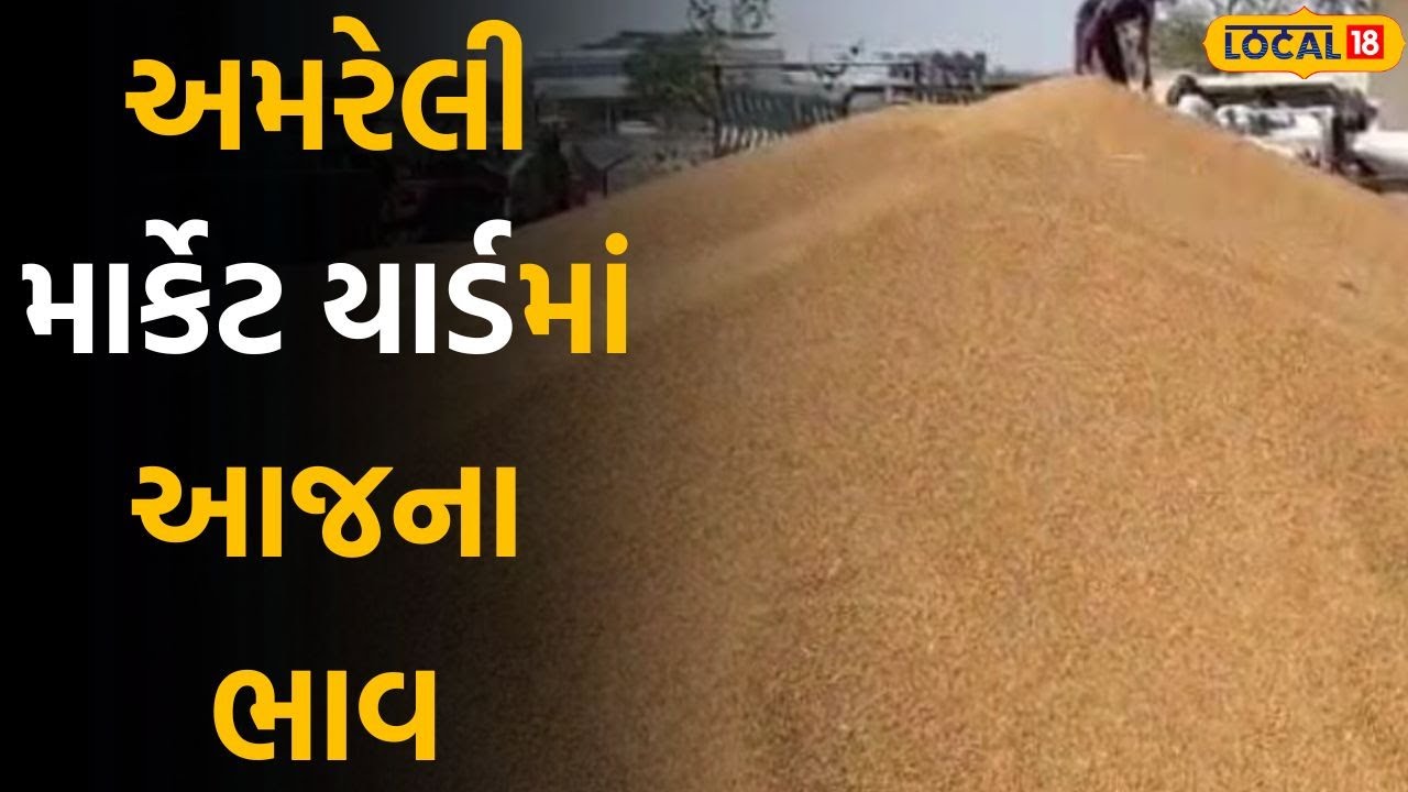 Amreli market yard price today: અમરેલી યાર્ડમાં ટુકડા ઘઉંના ઐતિહાસિક ભાવ, ખેડૂતો થયા ખુશ | Local18