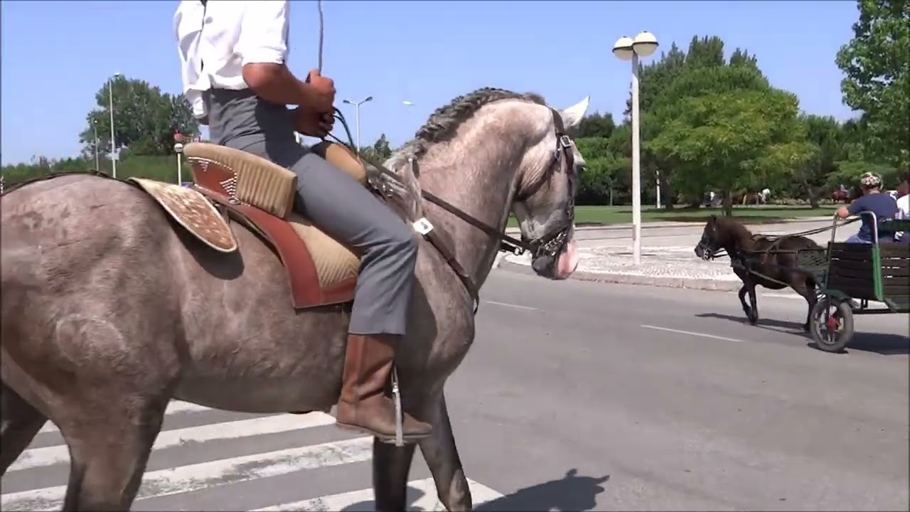 ENCONTRO EQUESTRE   MURTOSA