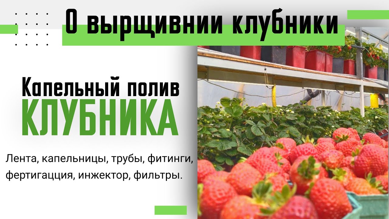 Капельный полив своими руками. О выращивании клубники 3 часть.