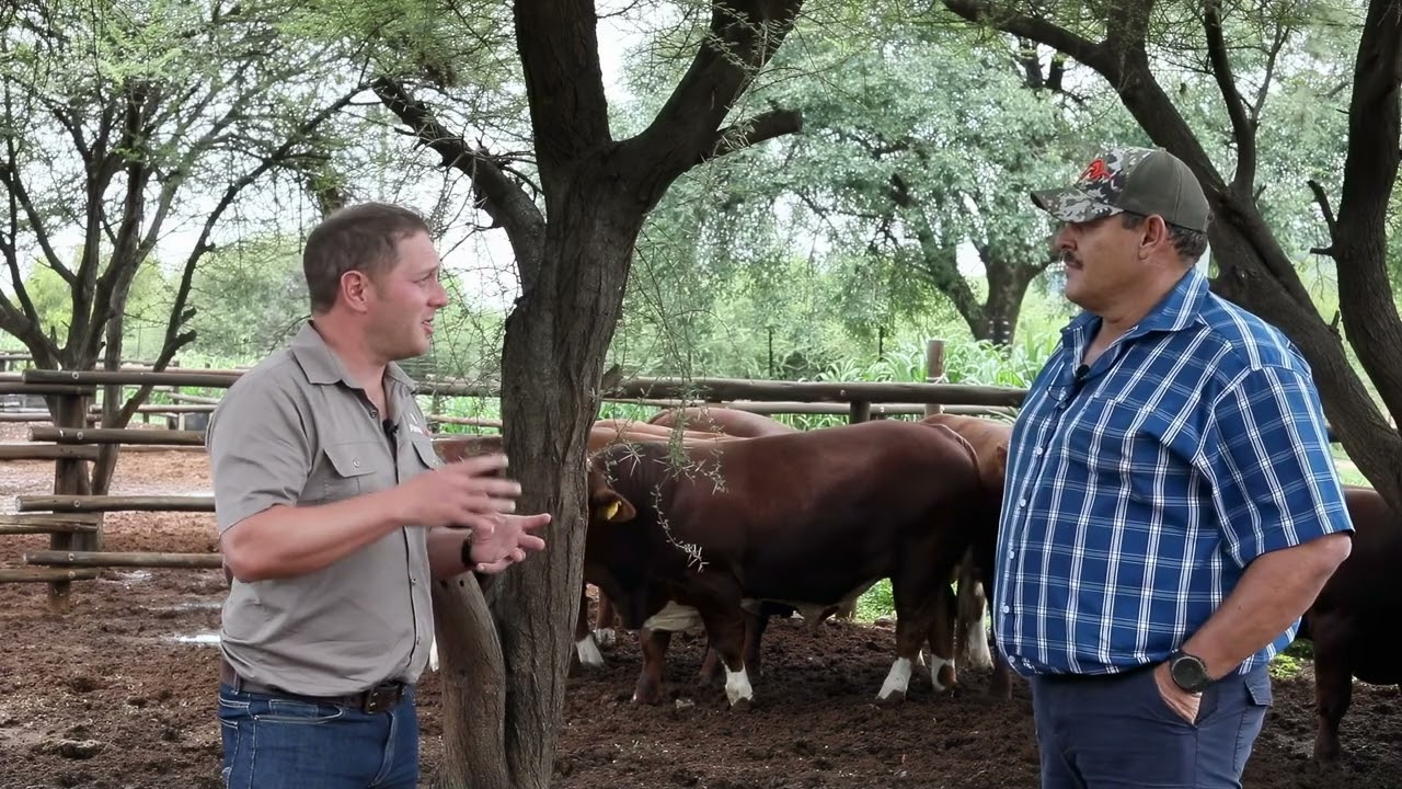 Werner Faber talks about stud breeding and the adaptability of Simmentalers in Botswana.