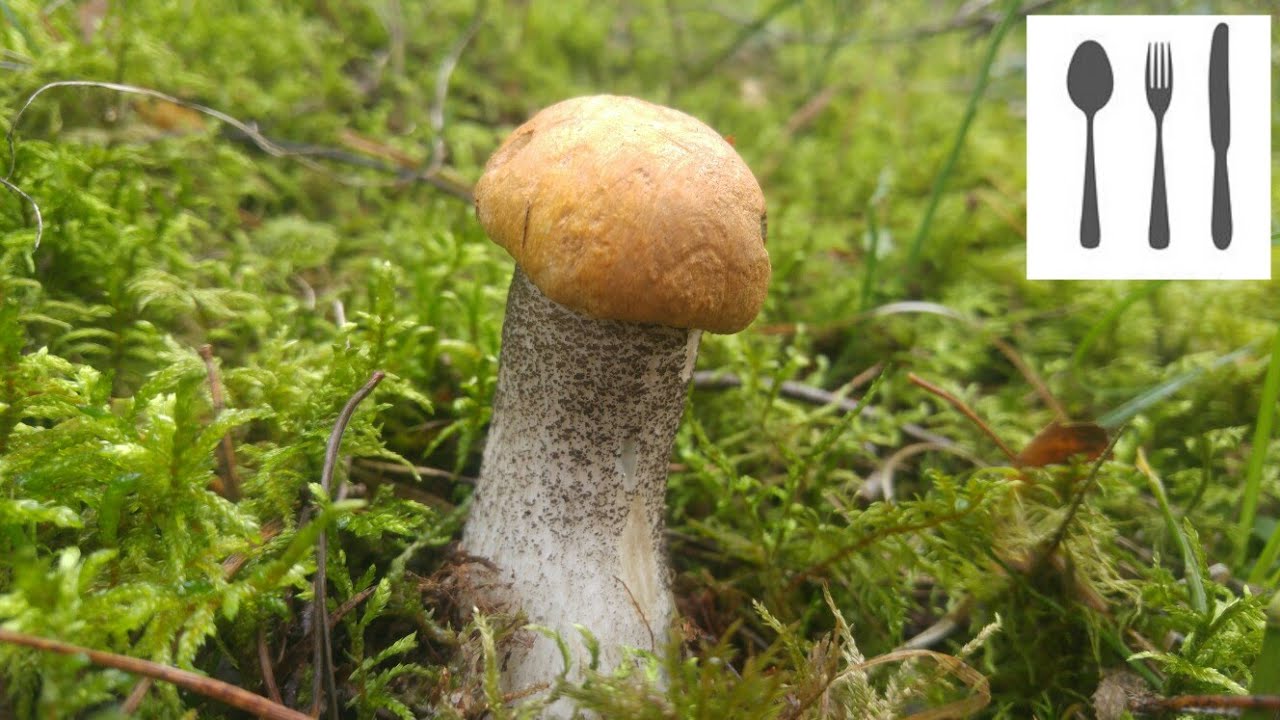 Koźlarz pomarańczowoż&oacute;łty&nbsp;(Leccinum versipelle) Mazury