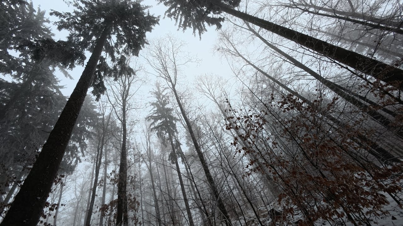 Can You Hear The Birds?