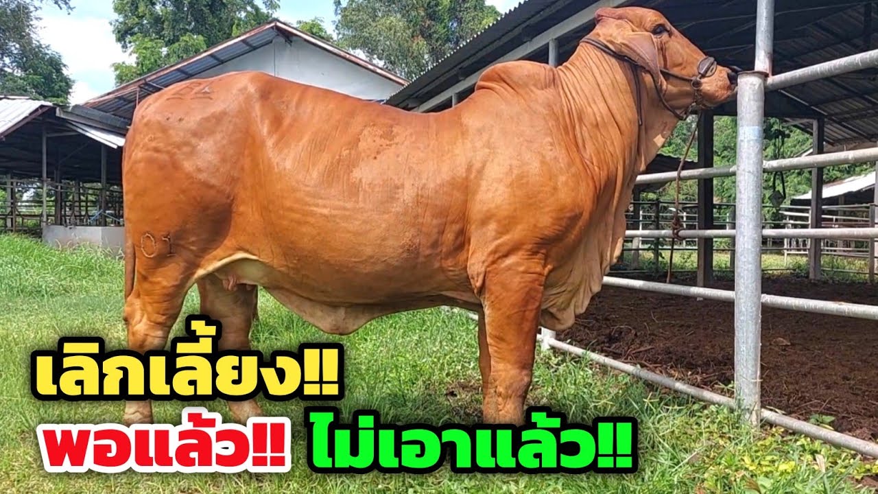 เลิกเลี้ยง‼️พอแล้ว ไม่เอาแล้ว ยอมขายวัวงามทั้งคอก ขายฟาร์มวัว ขายทั้งโรงเรือน อยากได้มารื้อเอาเลย
