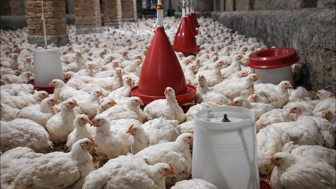 مرغداری در گوستان                  |#مرغداری #گوستان #مرغ_گوشتی #چیکن_لایف #FarmLife #BroilerChicken