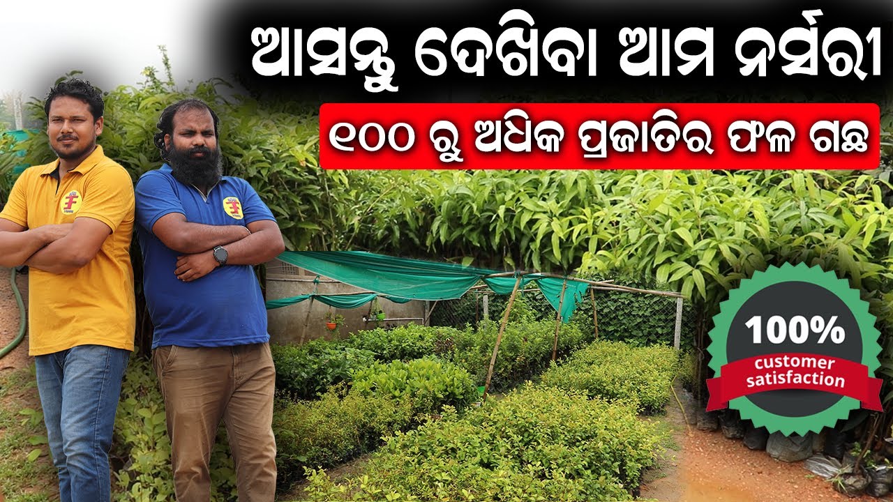 ୧୦୦ ରୁ ଅଧିକ ପ୍ରଜାତିର ଫଳ ଚାରା || Best Fruit Plants Nursery In Odisha || E-farming AgroKart ||