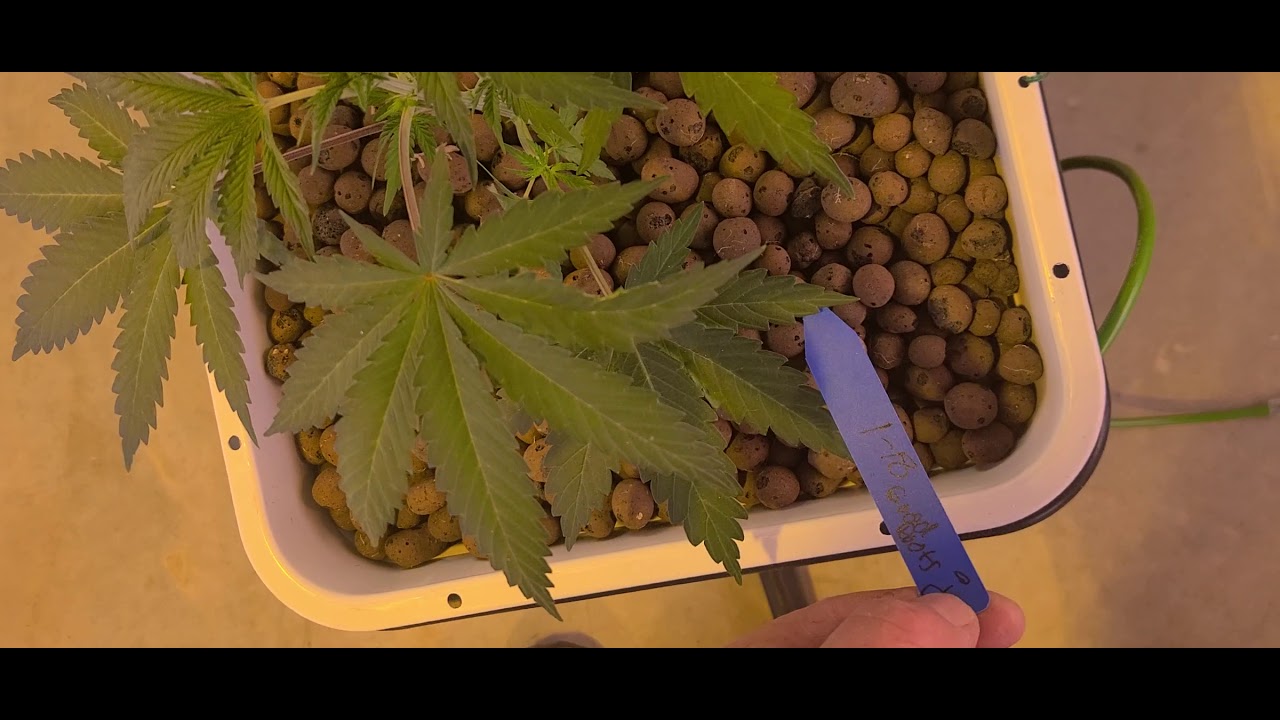 new grow. NukeHeads genetics. 55gal hydroponics system
