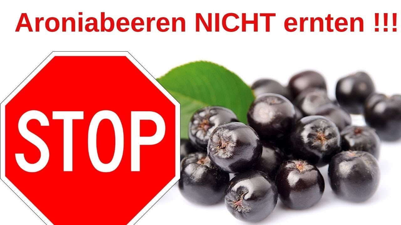 Sind Aronia Beeren jetzt schon reif?