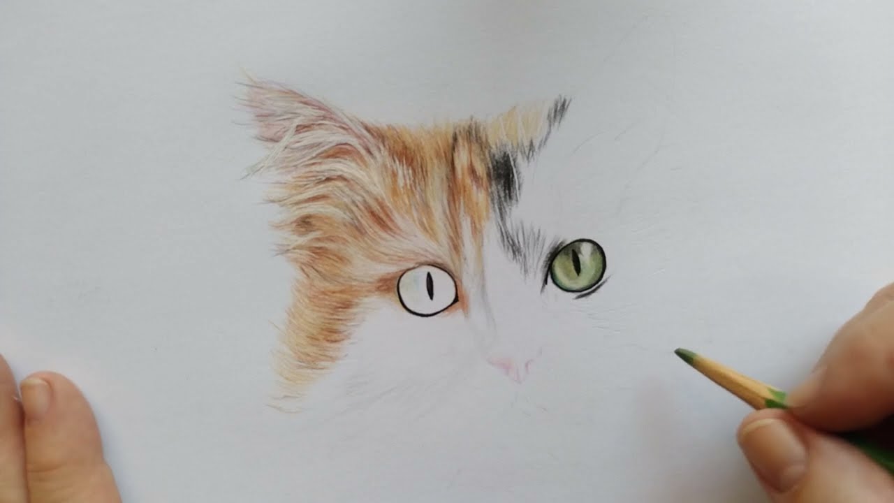 tutorial desenho realista gato tricolor: olhos