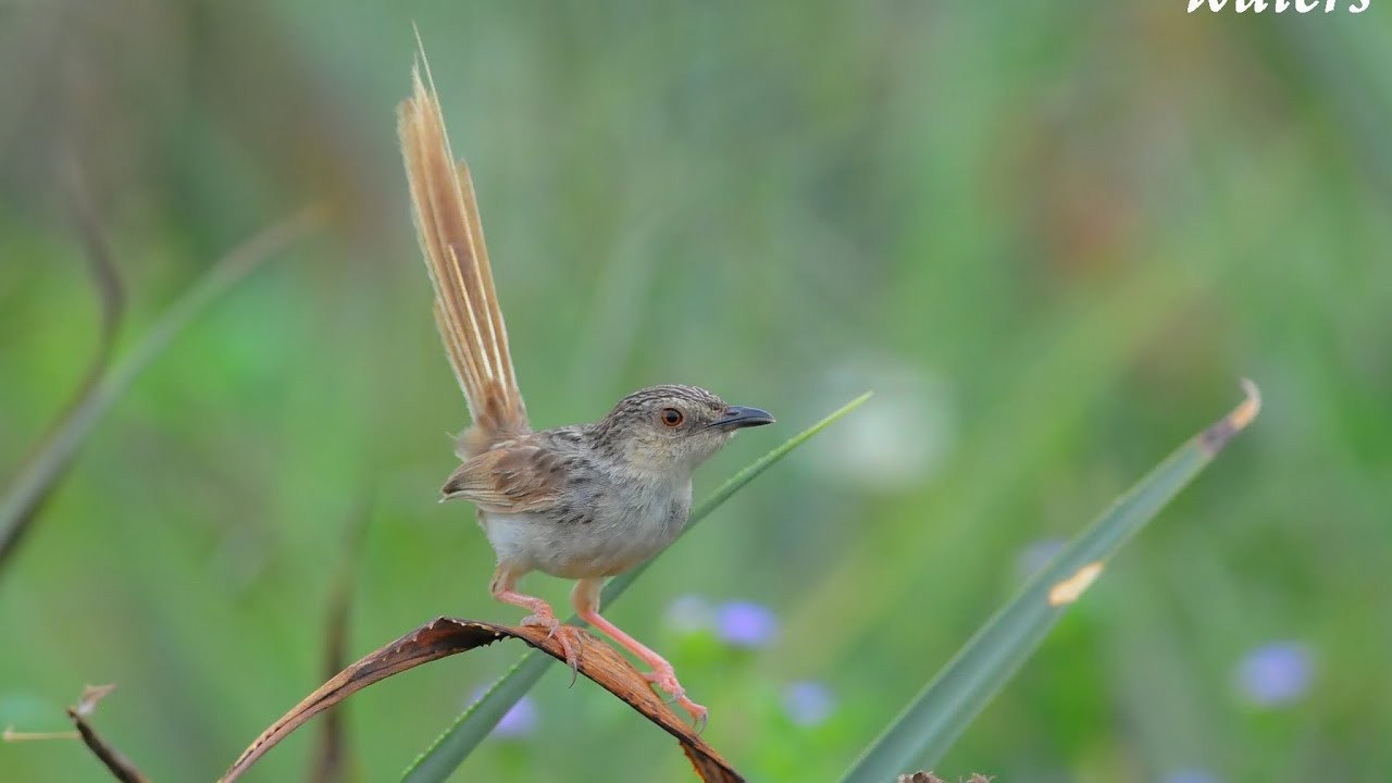 斑紋鷦鶯 Prinia striata