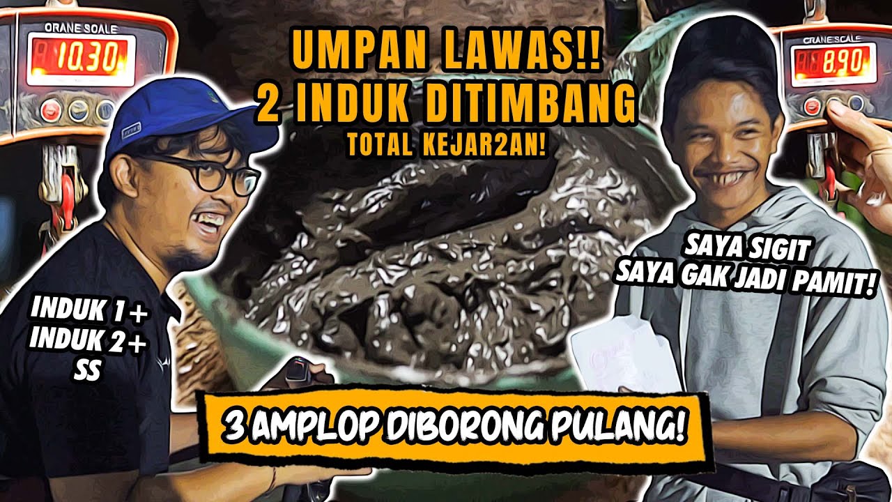 UMPAN LUMPUR KUALITAS UNGGUL BIKIN INDUK MELEDUK IKAN RAME MASUK! RAMPOK  3 AMPLOK TETANGGA MERAJOK