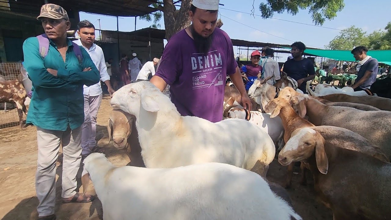 Ahmedabad Bakra Mandi Eid Special | Dumba Mandi In Ahmedabad Gujarat.