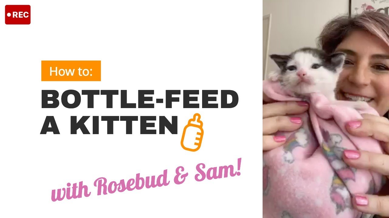 How to bottle-feed a baby kitten 🐱